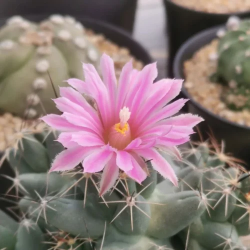 Coryphantha Macromeris Cactus Plant