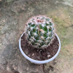 Coryphantha Pseudoechinus Ssp.laui Cactus Plant -Plant Life Decor Shop Coryphanthapseudoechinusssp.laui 1
