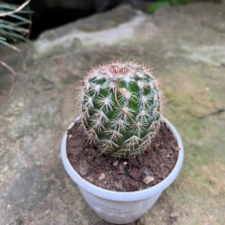 Coryphantha Pseudoechinus Ssp.laui Cactus Plant