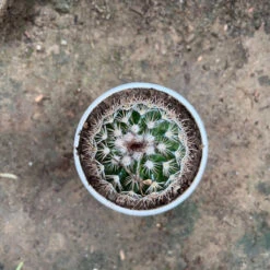 Coryphantha Pseudoechinus Ssp.laui Cactus Plant -Plant Life Decor Shop Coryphanthapseudoechinusssp.laui