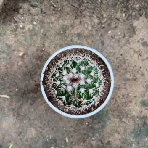 Coryphantha Pseudoechinus Ssp.laui Cactus Plant -Plant Life Decor Shop Coryphanthapseudoechinusssp.laui