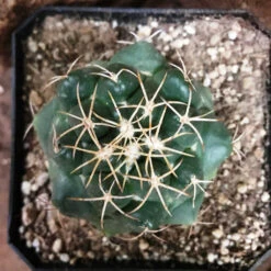 Coryphantha Sulcolanata Cactus Plant -Plant Life Decor Shop Coryphanthasulcolanata 2