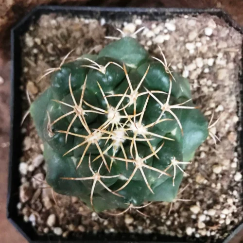 Coryphantha Sulcolanata Cactus Plant -Plant Life Decor Shop Coryphanthasulcolanata 2