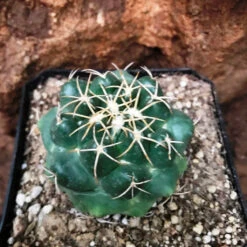 Coryphantha Sulcolanata Cactus Plant -Plant Life Decor Shop Coryphanthasulcolanata 3