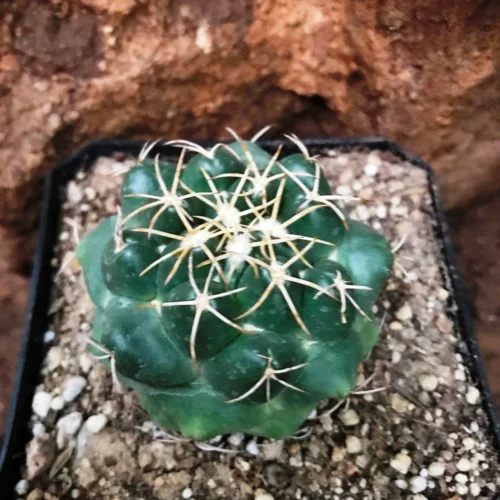 Coryphantha Sulcolanata Cactus Plant -Plant Life Decor Shop Coryphanthasulcolanata 3