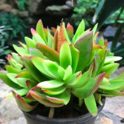 Crassula Capitella Campfire Succulent Plant -Plant Life Decor Shop CrassulaCampfire 1