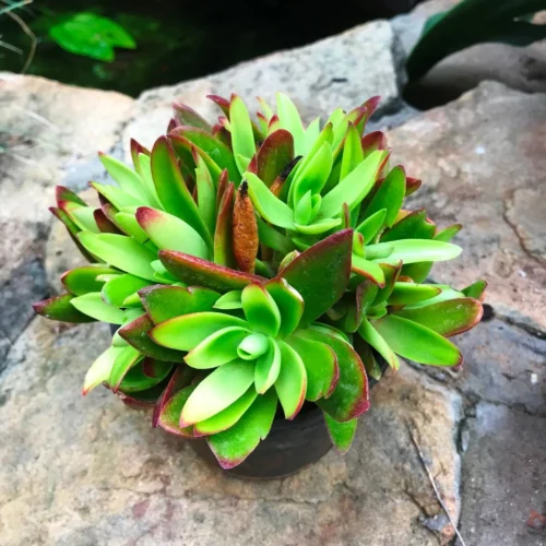 Crassula Capitella Campfire Succulent Plant -Plant Life Decor Shop CrassulaCampfire 2