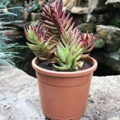 Crassula Capitella Thyrsiflora Succulent Plant -Plant Life Decor Shop Crassula Capitella Thyrsiflora 2