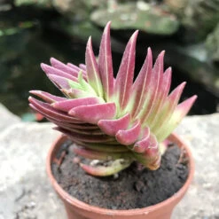 Crassula Capitella Thyrsiflora Succulent Plant -Plant Life Decor Shop Crassula Capitella Thyrsiflora 3