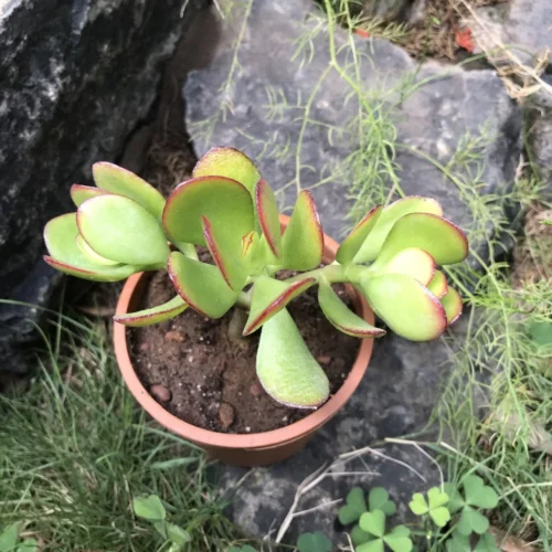 Crassula Ovata Compacta Succulent Plant -Plant Life Decor Shop Crassula Compacta