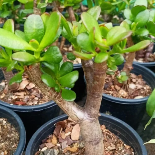 Crassula Ovata Succulent Plant 11 Crassula Ovata Succulent Plant -Plant Life Decor Shop Crassula Ovata