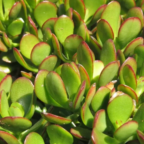 Crassula Ovata Compacta Succulent Plant -Plant Life Decor Shop Crassula ovata compacta Baby Jade2