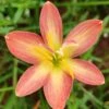 Rain Lily 'Crimson Sunset' (Bulbs)