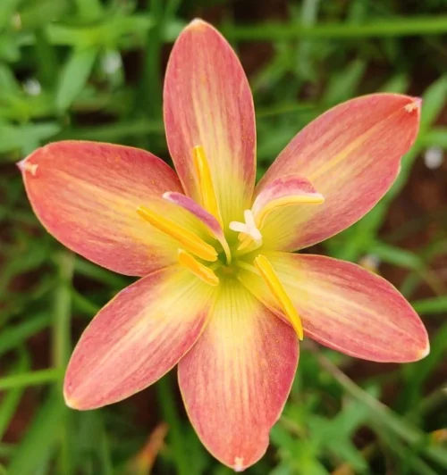 Rain Lily 'Crimson Sunset' (Bulbs)