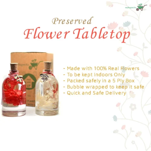 Crimson Yin Yang (Set Of 2) Preserved Flower Tabletop -Plant Life Decor Shop Crimson yinyang 12