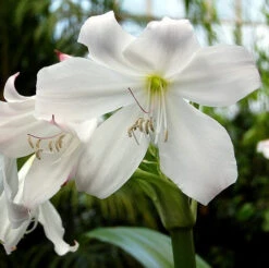 Crinum Moorei Album (Bulbs)