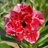 Crispum Hybrid 'Burgundy Blossom' Adenium Plant