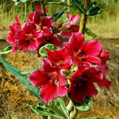 Crispum Hybrid 'Crimson Flare' Adenium Plant