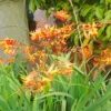 Crocosmia 'Crocosmiiflora' (Bulbs)