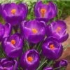Crocus ‘Flower Record’ ( Bulbs)