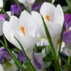 Crocus ‘Jeanne D’Arc’ ( Bulbs)