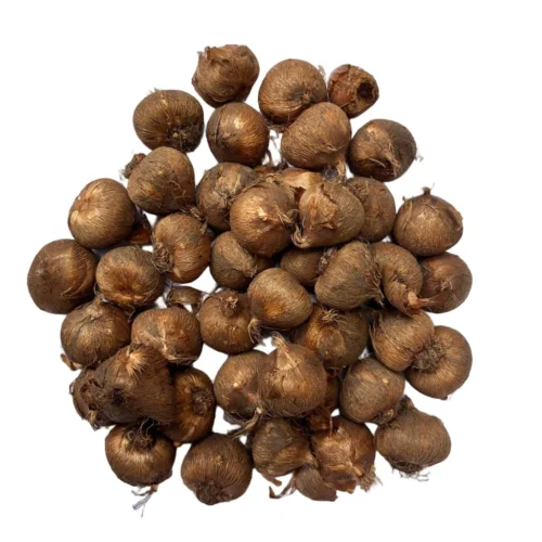 Crocus 'Pickwick' ( Bulbs) -Plant Life Decor Shop Crocus Bulbs