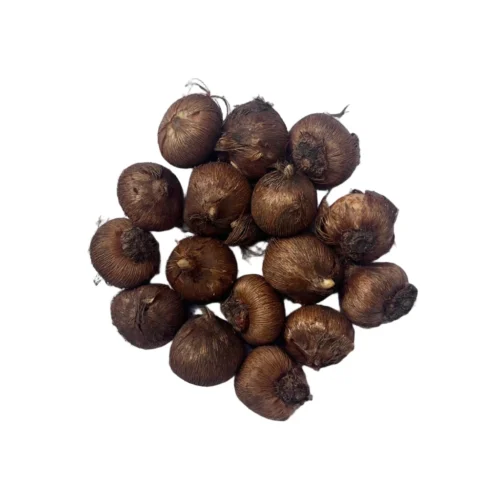 Crocus 'Pickwick' ( Bulbs) -Plant Life Decor Shop Crocus Pickwick corms