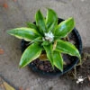 Cryptanthus Acaulis Variegata Earth Star Plant