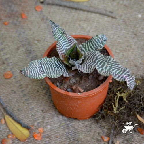 Cryptanthus Zonatus Zebrina Plant