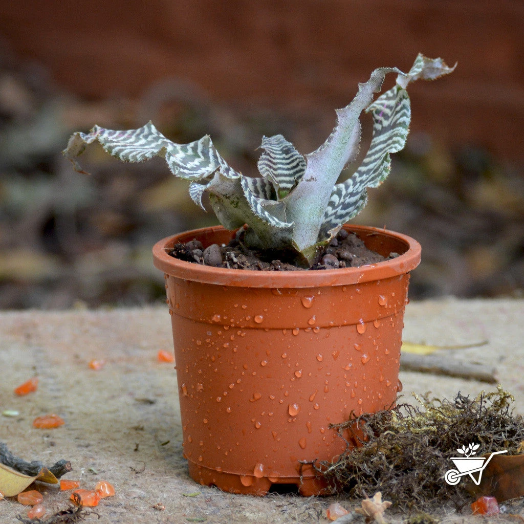Cryptanthus Zonatus Zebrina Plant 2 Cryptanthus Zonatus Zebrina Plant - Image 2