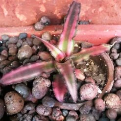 Cryptanthus Bivittatus Pink Starlight Plant