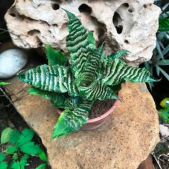 Cryptanthus Zonatus Viridis Plant -Plant Life Decor Shop Cryptanthuszonatusviridis 3