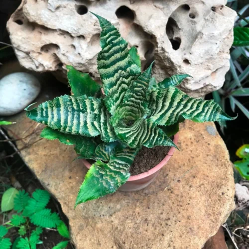 Cryptanthus Zonatus Viridis Plant 5 Cryptanthus Zonatus Viridis Plant -Plant Life Decor Shop Cryptanthuszonatusviridis 3