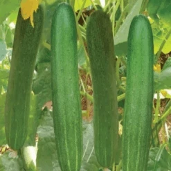 Cucumber Indam Amrita (HY) Vegetable Seeds