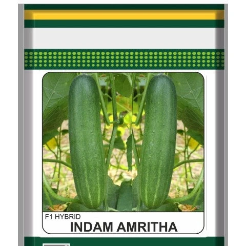Cucumber Indam Amrita (HY) Vegetable Seeds 2 Cucumber Indam Amrita (HY) Vegetable Seeds - Image 2