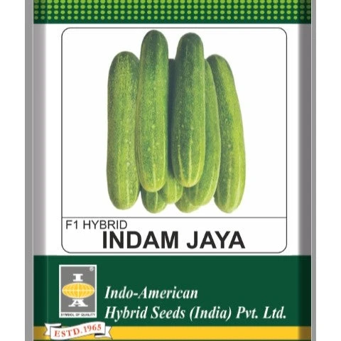 Cucumber Indam Jaya (HY) Vegetable Seeds 2 Cucumber Indam Jaya (HY) Vegetable Seeds - Image 2