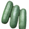 Cucumber Indam Rakhi (HY) Vegetable Seeds
