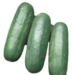 Cucumber Indam Rakhi (HY) Vegetable Seeds