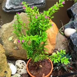 Mexican False Heather Purple Plant