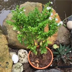 Mexican False Heather White Plant