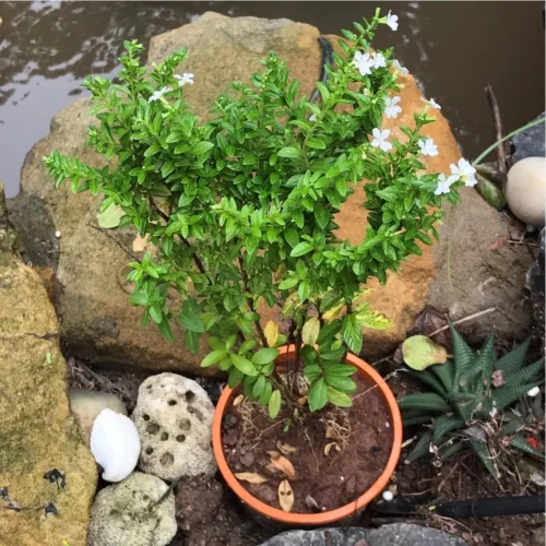 Mexican False Heather White Plant