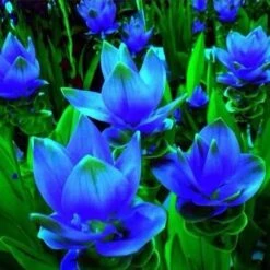 Curcuma 'Blue Wonder'- Summer Tulip (Bulbs)