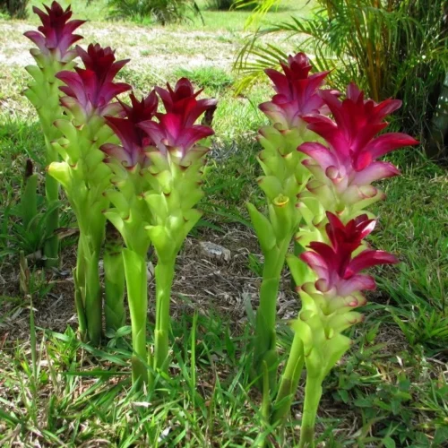 Curcuma 'Panama Purple'- Summer Tulip (Bulbs)