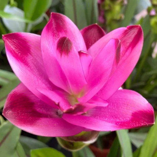 Curcuma 'aromatica' (Bulbs)