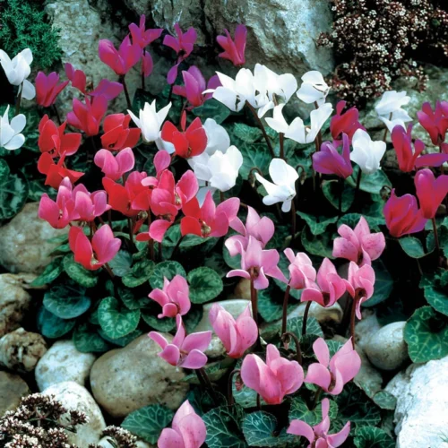 Cyclamen Hybrid (Mix Bulbs)