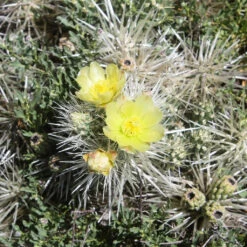Cylindropuntia Tunicata Cactus Plant -Plant Life Decor Shop Cylindropuntia tunicata