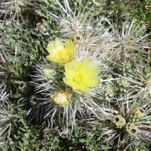 Cylindropuntia Tunicata Cactus Plant 5 Cylindropuntia Tunicata Cactus Plant -Plant Life Decor Shop Cylindropuntia tunicata