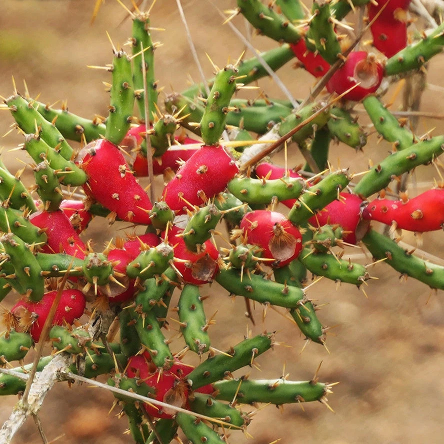Cylindropuntia Leptocaulis (Desert Christmas Cactus) Plant 1 Cylindropuntia Leptocaulis (Desert Christmas Cactus) Plant