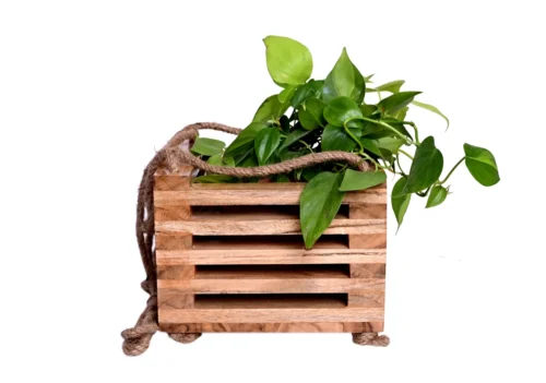 Solid Wood Hanging Wooden Planter -Plant Life Decor Shop DSC 8746
