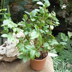 Dwarf Madhu Malti | MadhuMalti | Rangoon Creeper Plant -Plant Life Decor Shop D Madhumalti 1